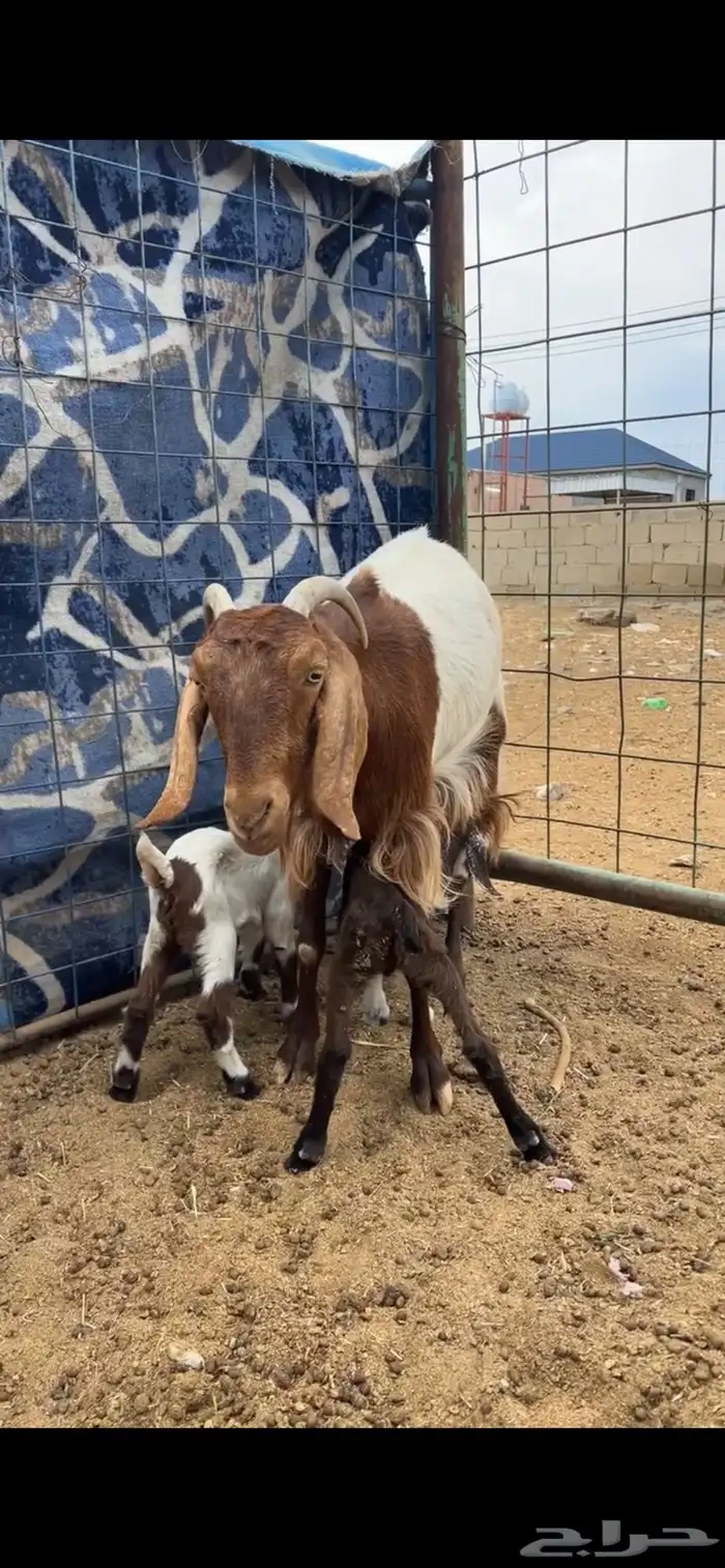 عنز خلفه طيبه 0