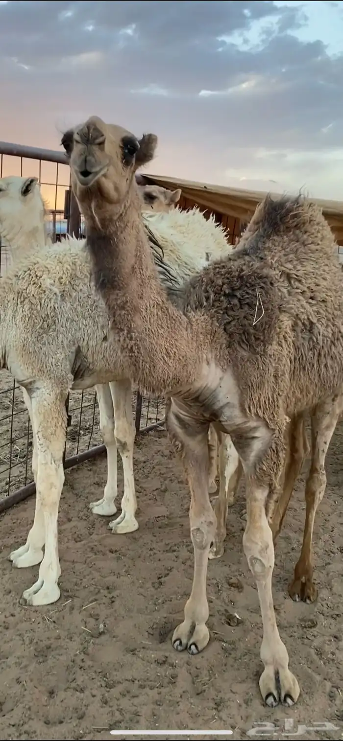 بعير تمامي 3