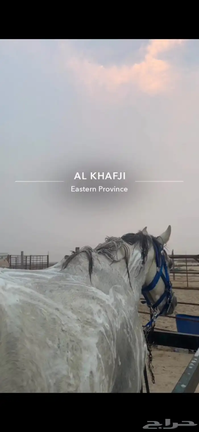 حصان شعبي للبيع 2