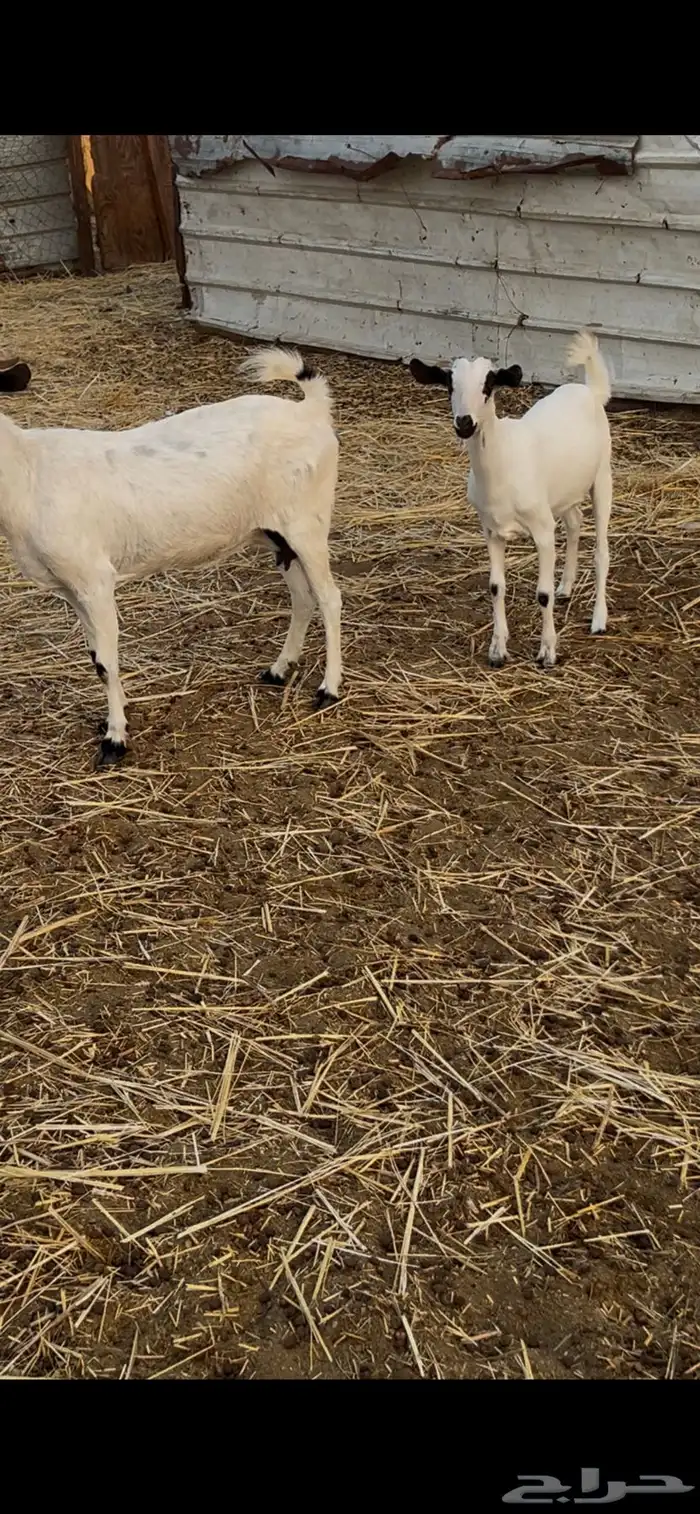 معزا متابيع ودفيع 1