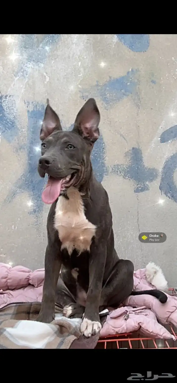 أمريكن بولي للبيع على السوم 0