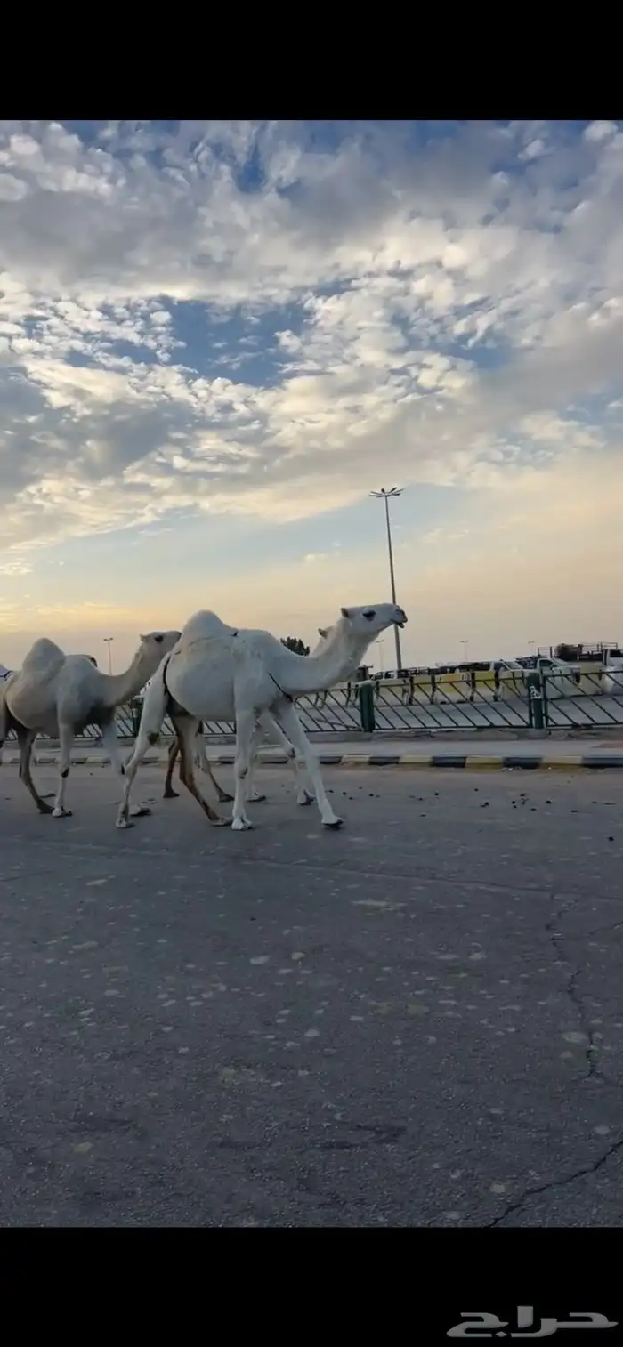 ضريبه كفو ثنيه دازه رباعيتها الموقع قدام بندر الجافل رقم شب 2