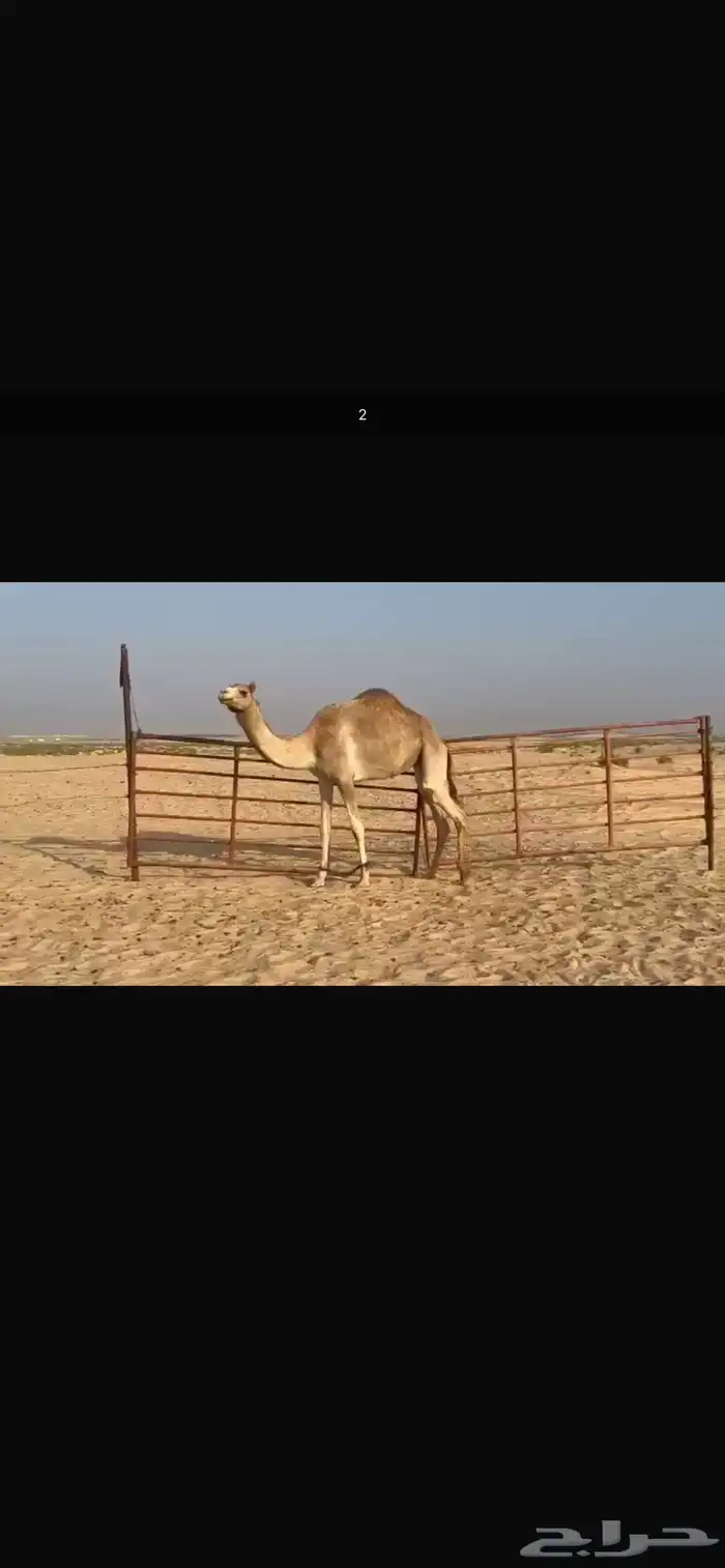 بكر مصعد مهجنه 1