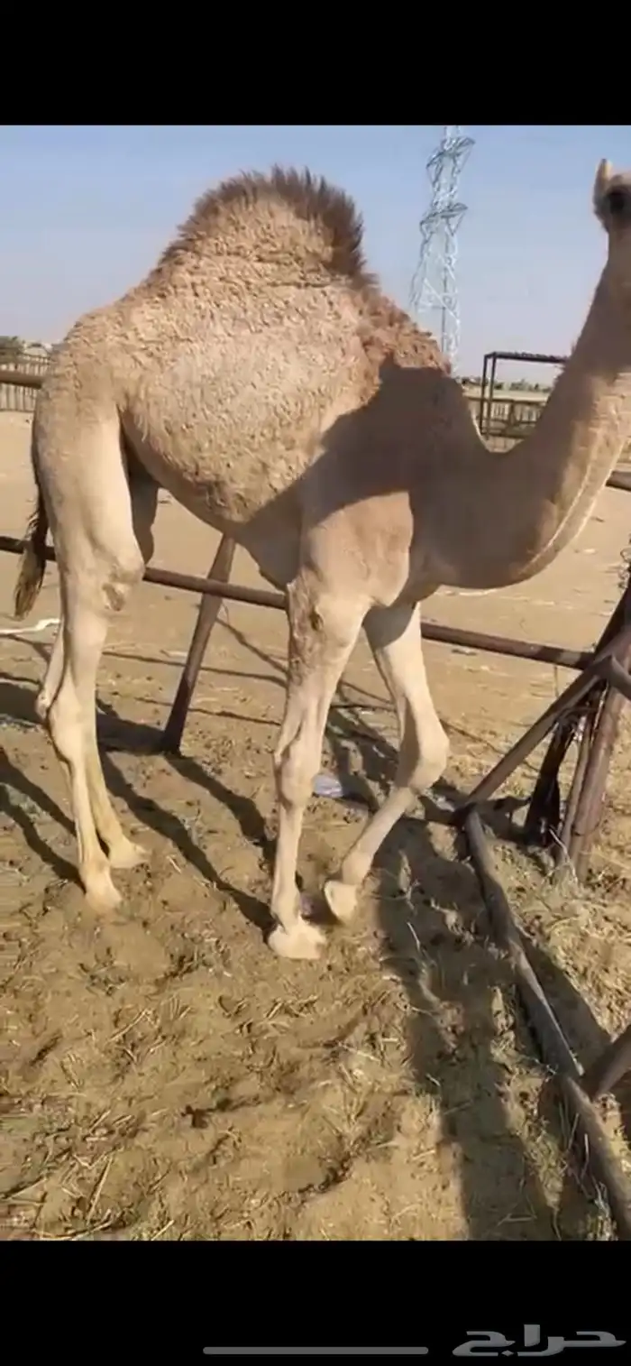 قعدان للبيع مغلقه فل الفل للمناسبات مبادي زوجات كرمات 2