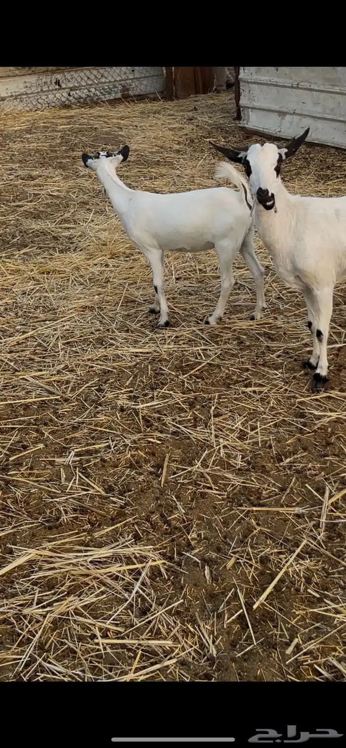 معزا متابيع ودفيع 4