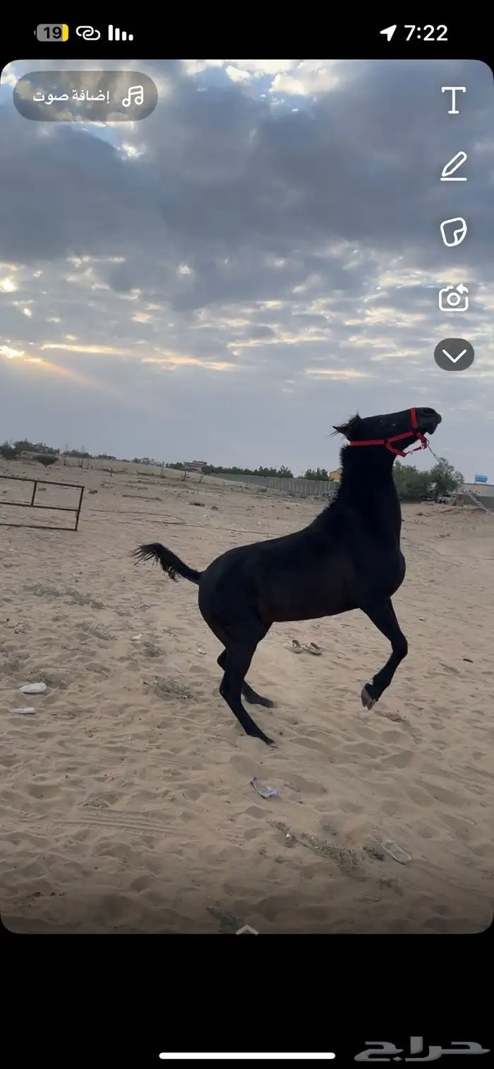 فرس  شعبية للبيع 7