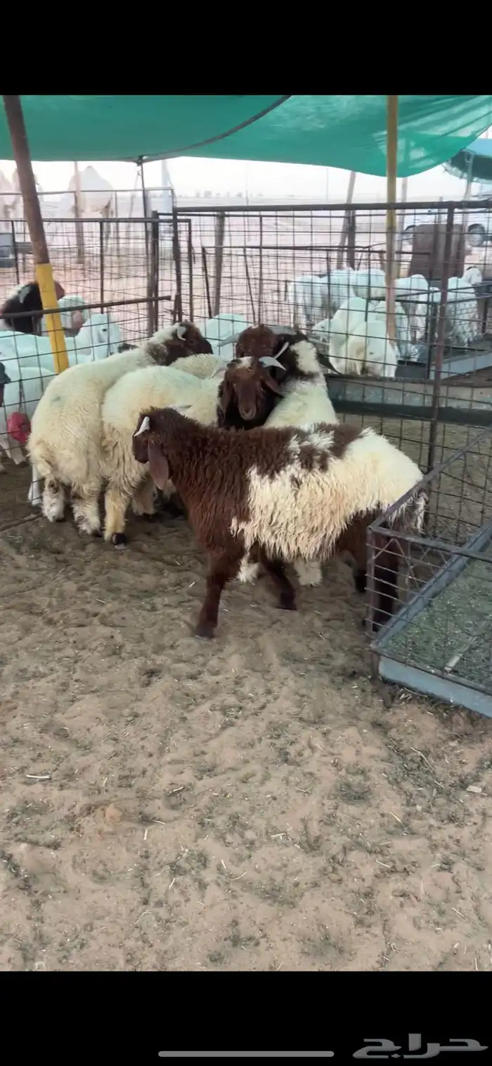 5 طليان نعيم 2