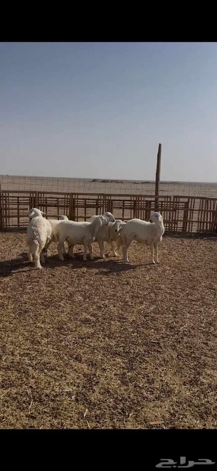 للبيع خرفان 2