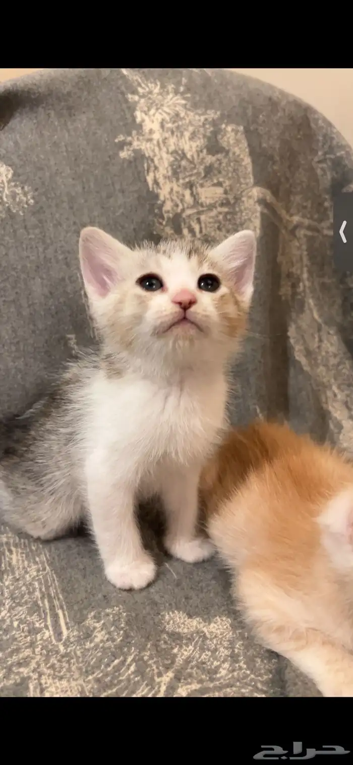 قطط شيرازي هجين برتش للبيع مو للتبني 0