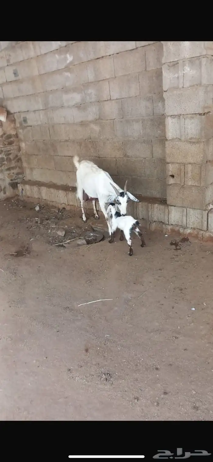 معزا بيشيات صنف الصنف 2