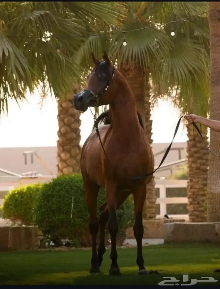 فرس واهو فاخره لقاح على البطل حابس الزبير 2