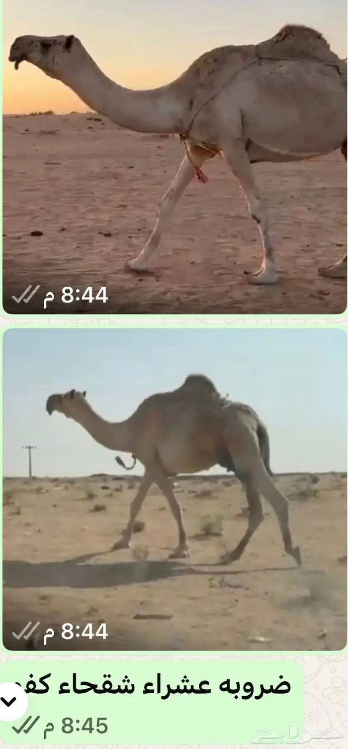 عشراء شقحاء ضروبه كفو 0