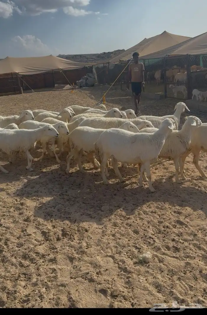 غنم حرش 1