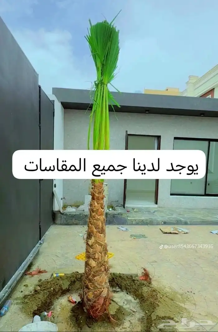 نخل للبيع جميع جميع الأنواع متوفره وجميع المقاسات.وكما يوجد 2