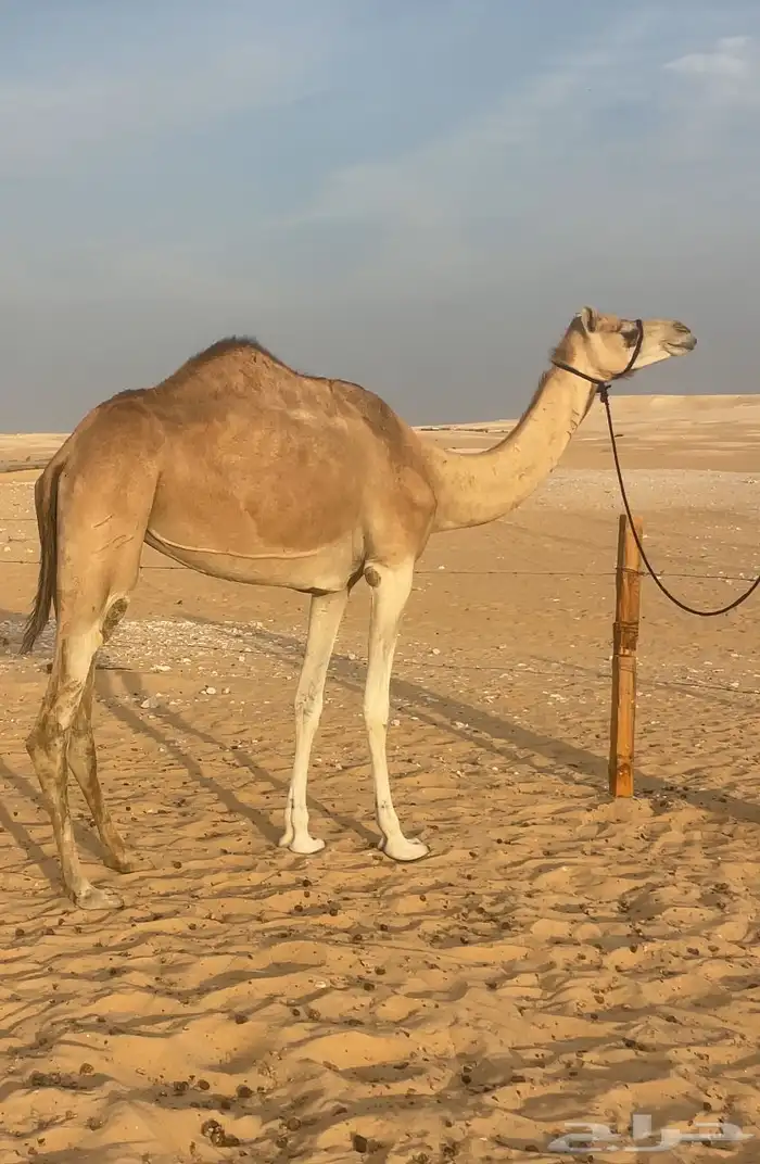 عشراء مهجنه ثنو طيبه 2