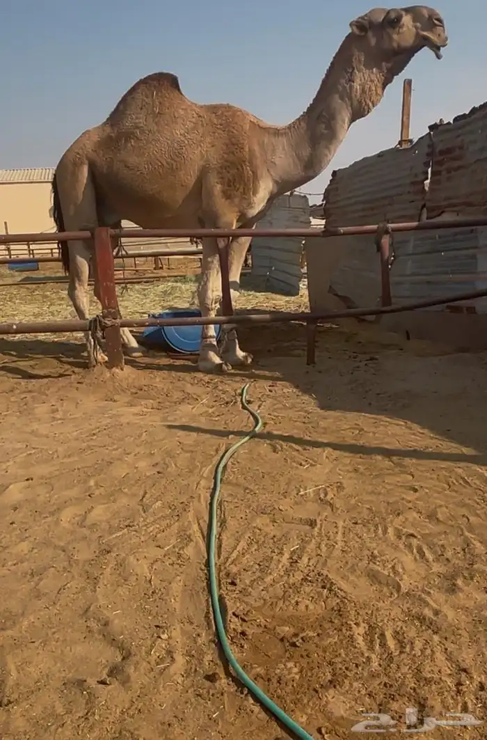 فحل احمر باتلي من منقية ابن قروش 0