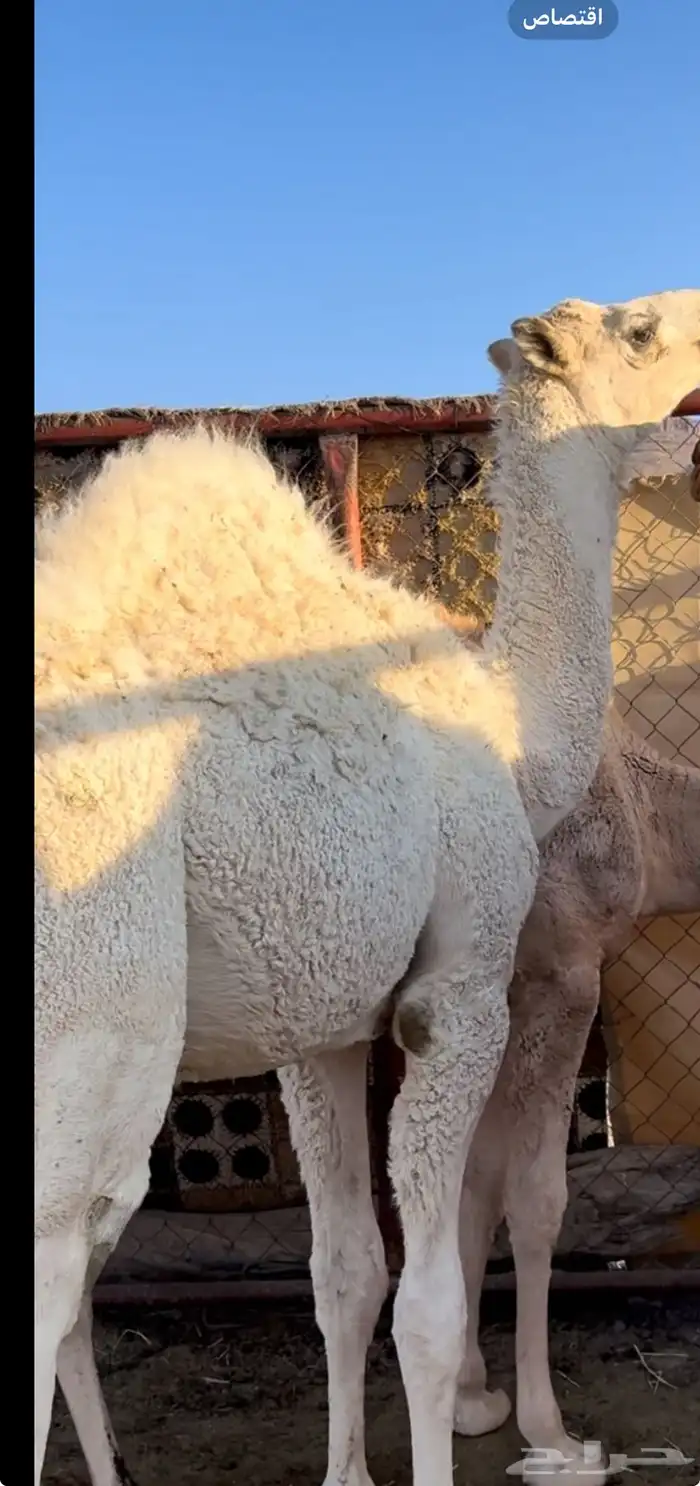 قعود حاشي كفو نظيف ومشروط 0