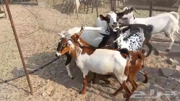 معزا مقاني جنوبيه صغار سن وسعر طيب بالحيل 2