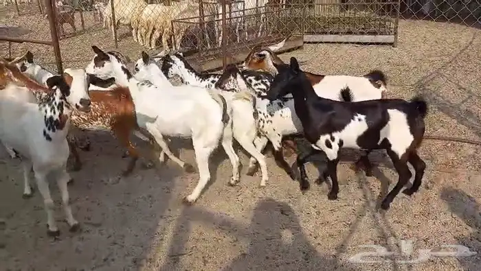 معزا مقاني جنوبيه صغار سن وسعر طيب بالحيل 5