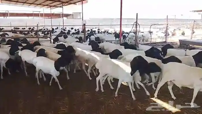 خرفان برابر للبيع جملة 9