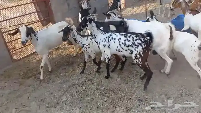 معزا مقاني جنوبيه صغار سن وسعر طيب بالحيل 4