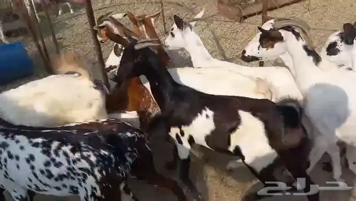 معزا مقاني جنوبيه صغار سن وسعر طيب بالحيل 3