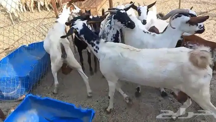 معزا مقاني جنوبيه صغار سن وسعر طيب بالحيل 1