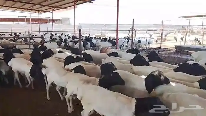 خرفان برابر للبيع جملة 6