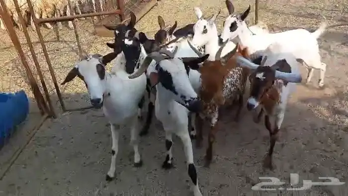 معزا مقاني جنوبيه صغار سن وسعر طيب بالحيل 0