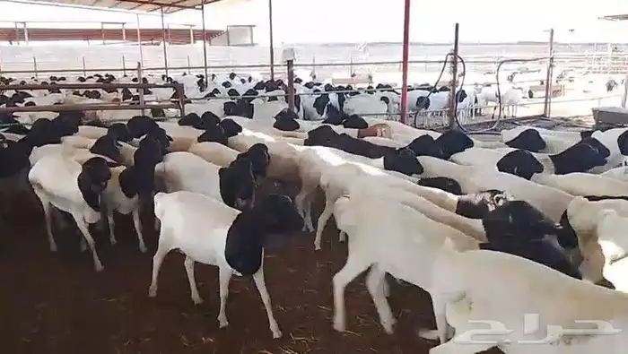 خرفان برابر للبيع جملة 5