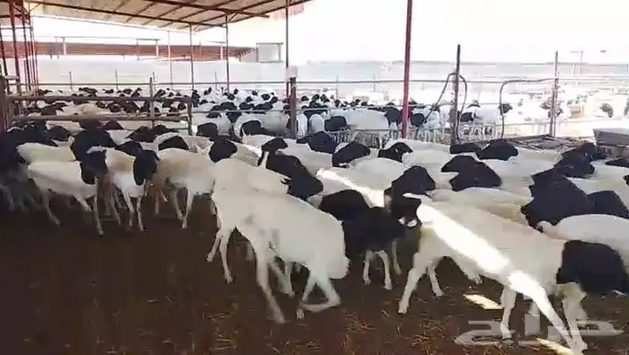 خرفان برابر للبيع جملة 8