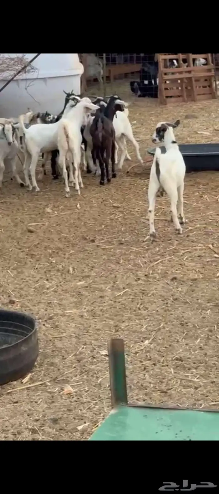 تيوس بيشيه فل شحم نظيفة من اي شي 1