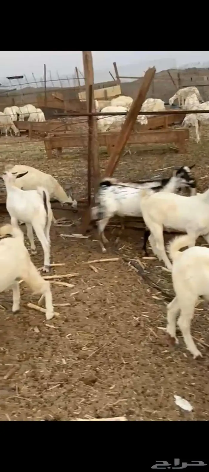 تيوس بيشيه فل شحم نظيفة من اي شي 3