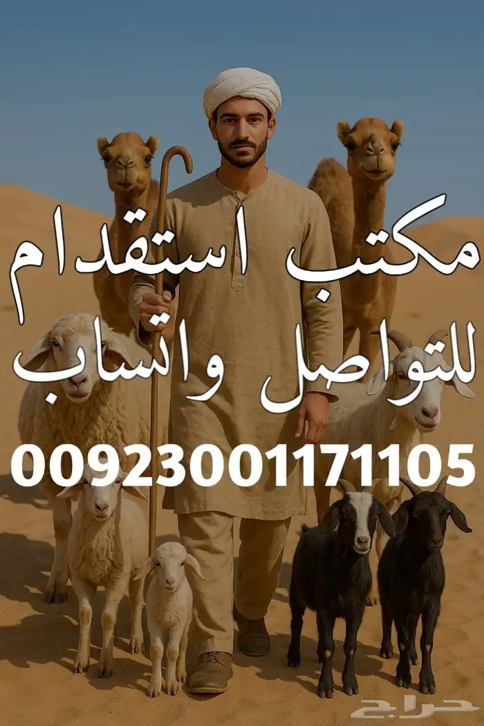 يوجد لدينا راعي الأغنام التواصل ع واتس 0