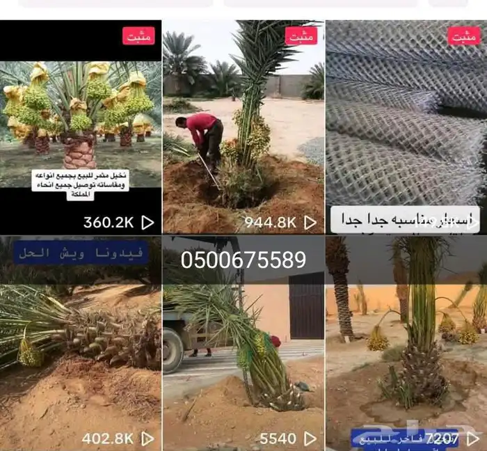 متخصصون في مجال البناء وزراعه النخل  جميع مناطق المملكه ا 2