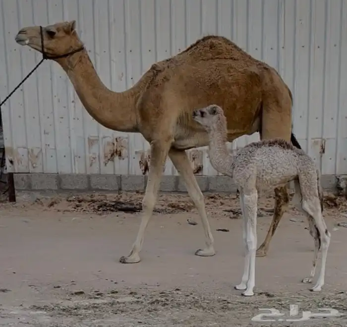 خلفه هجن كفو وولدها كفو 0