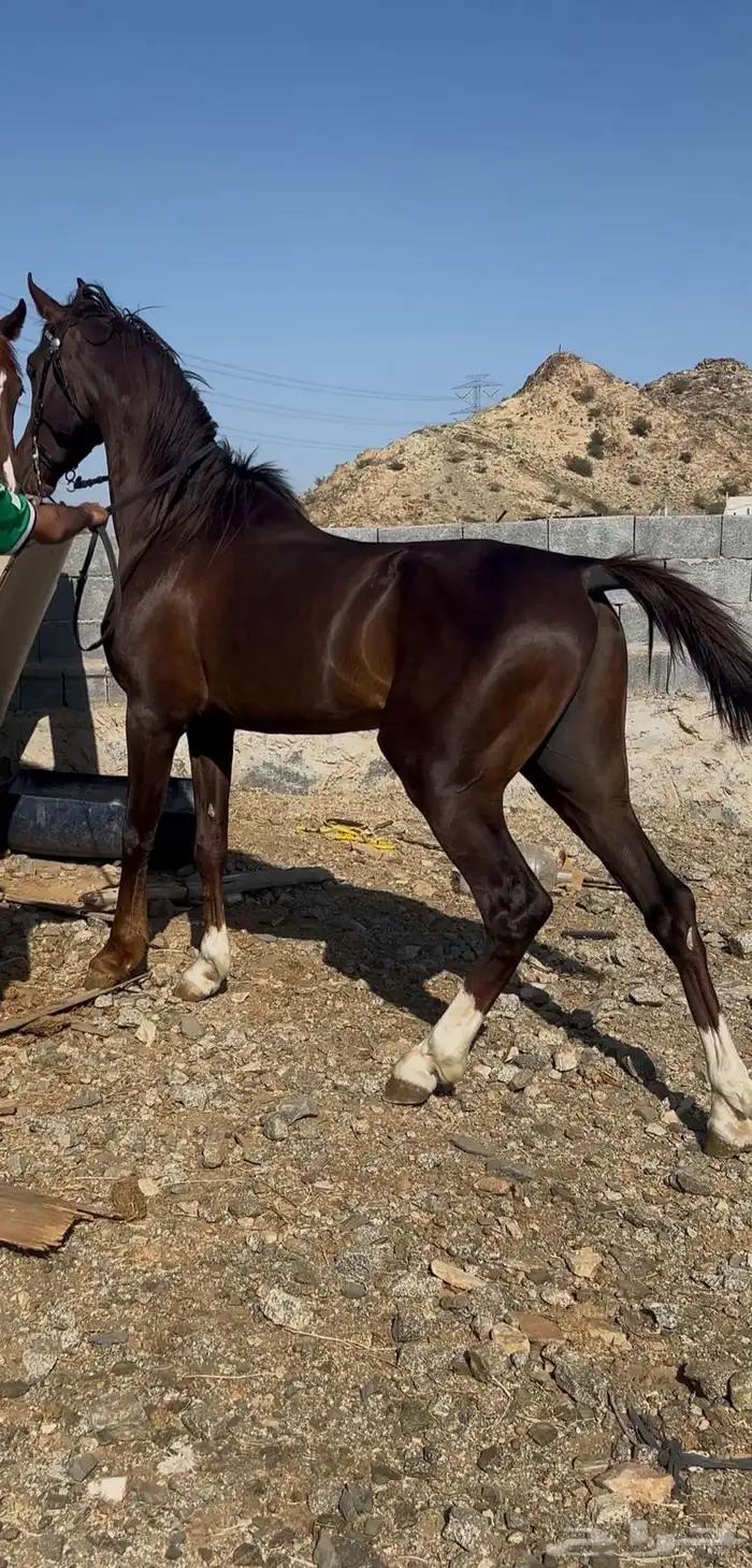 حصان شيخ جاهز ل الشتويه 0