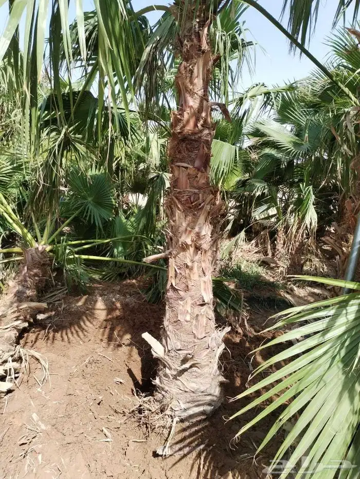 نخل زينه واشنطني أمريكي نخيل عربي نخل زينه نخيل زينه جميع ال 7