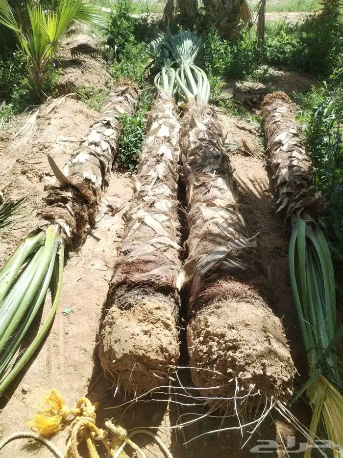 نخل زينه واشنطني أمريكي نخيل عربي نخل زينه نخيل زينه جميع ال 5