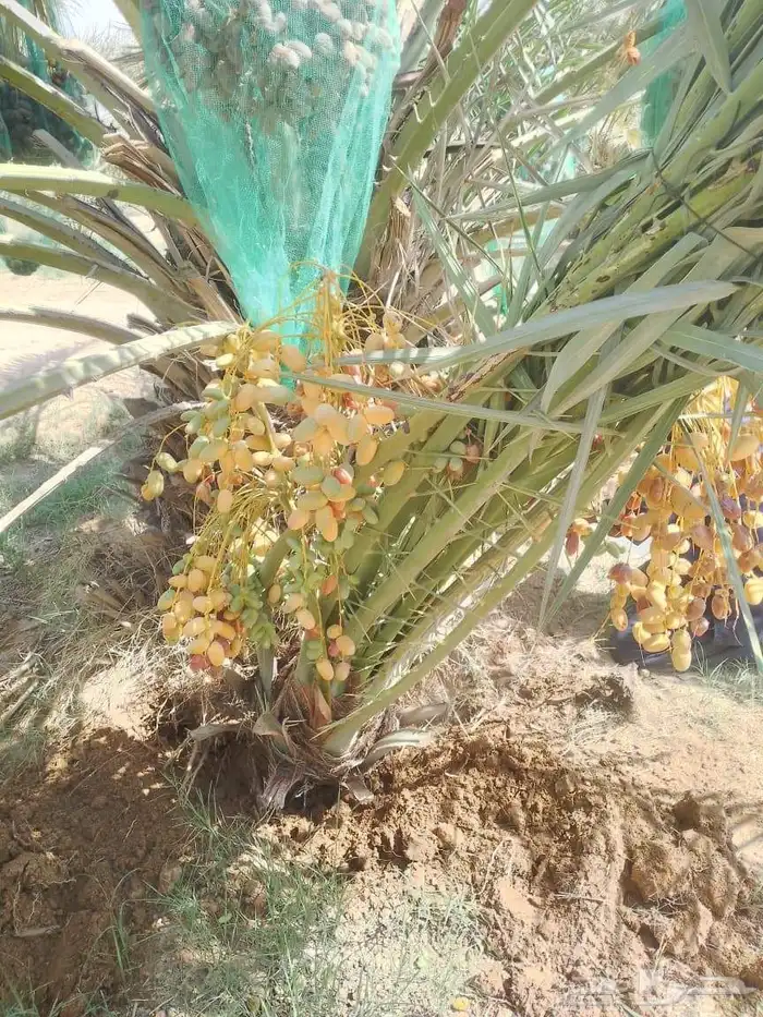 متوفر فسايل مثمره للبيع جميع الأنواع 1