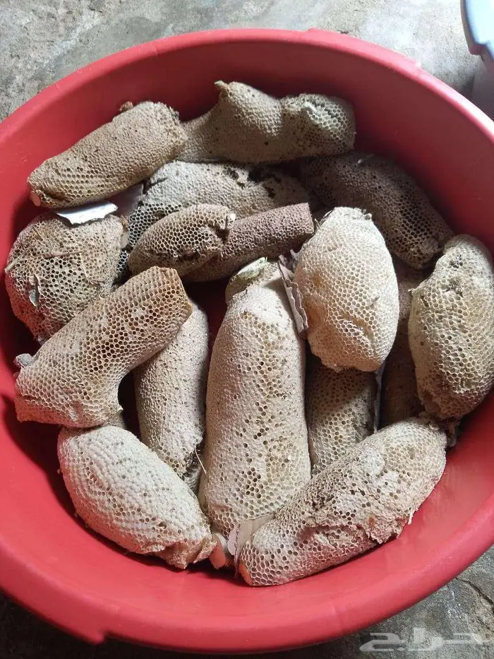 عسل بري حر الكيلوب100 المجموع35 كيلو طازج اليوم. 1