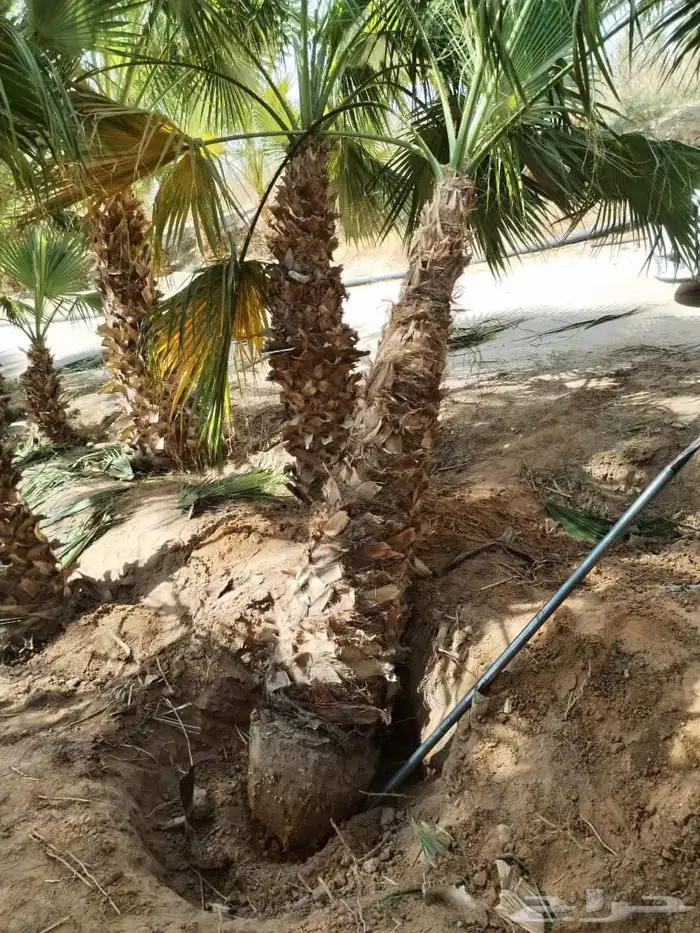 نخل زينه واشنطني أمريكي نخيل عربي نخل زينه نخيل زينه جميع ال 4