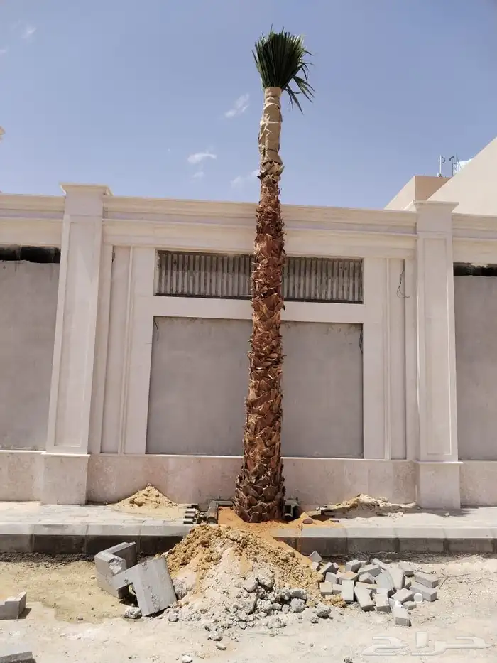 نخل زينه واشنطني أمريكي نخيل عربي نخل زينه نخيل زينه جميع ال 8