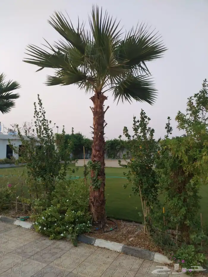 نخل زينه واشنطني أمريكي نخيل عربي نخل زينه نخيل زينه جميع ال 0