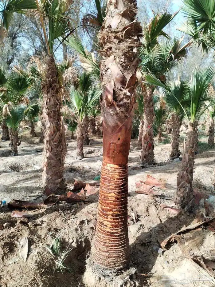 نخل زينه واشنطني أمريكي نخيل عربي نخل زينه نخيل زينه جميع ال 2