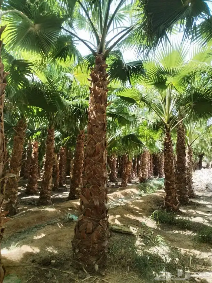 نخل زينه واشنطني أمريكي نخيل عربي نخل زينه نخيل زينه جميع ال 3