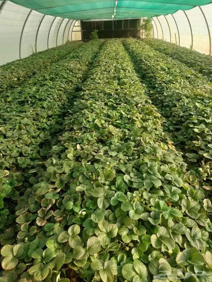 مطلوب بيوت محميه مكيفه 0