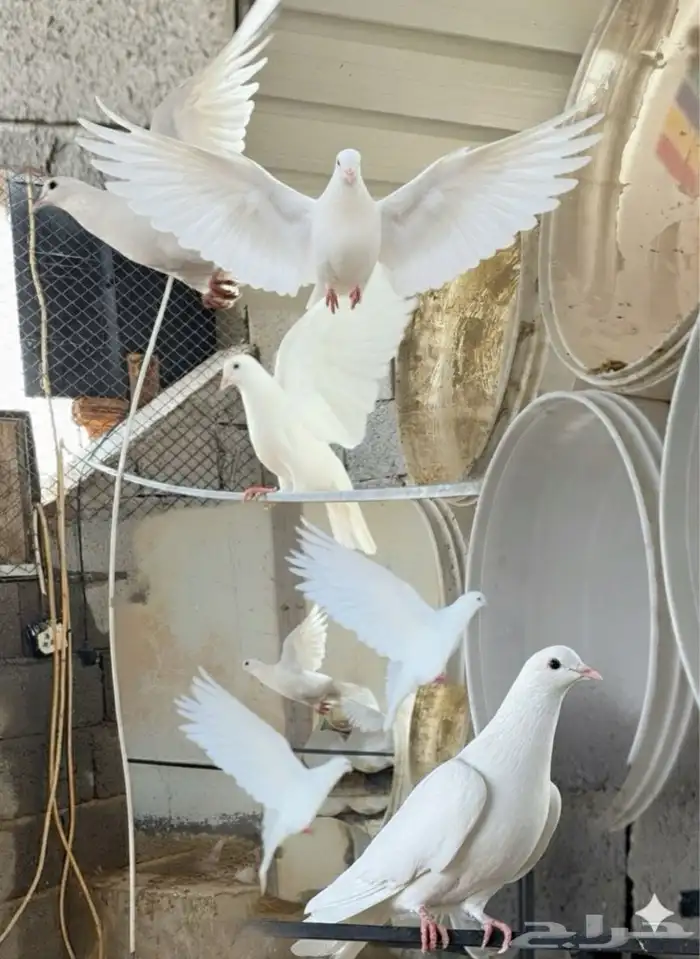 حمام فرنسي ابيض 20 جوز مفروز وجاهز 0