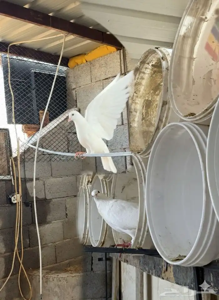 حمام فرنسي ابيض 20 جوز مفروز وجاهز 2