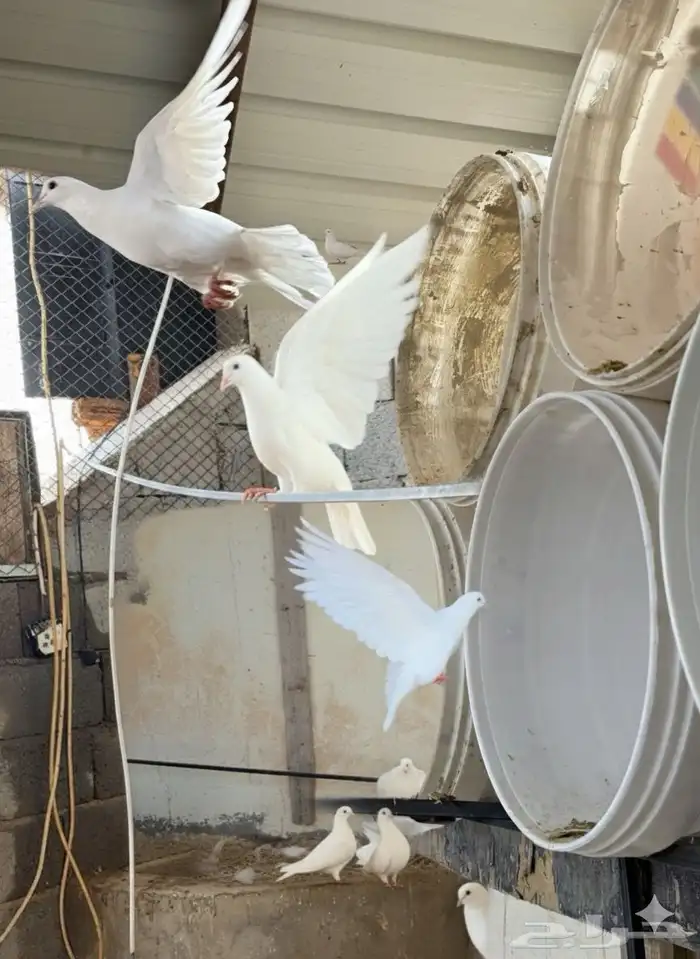 حمام فرنسي ابيض 20 جوز مفروز وجاهز 3